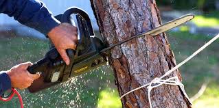  Prosser, WA Tree Services Pros